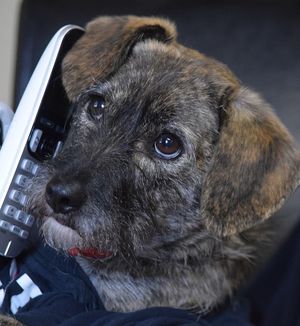 Barney Phone Barney Phone