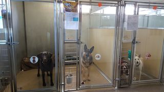 Kennel 1 kennels Kennel 1 kennels