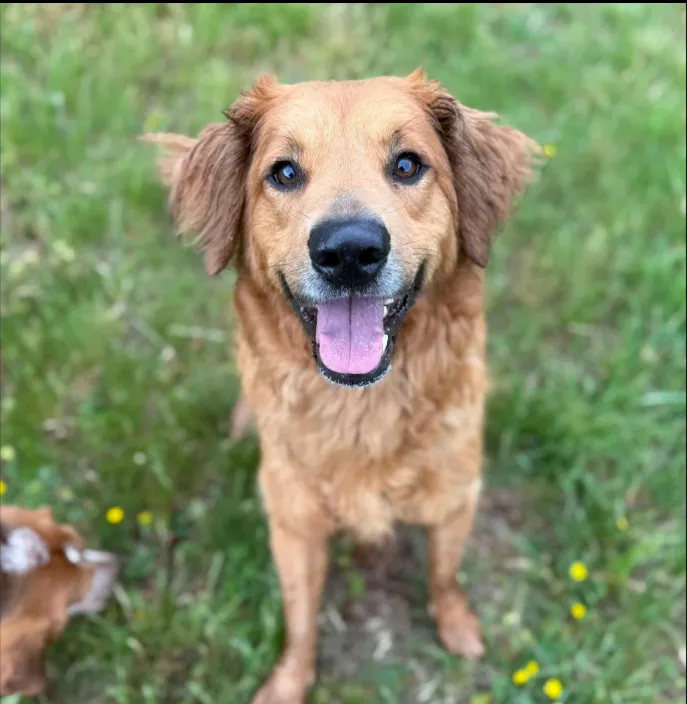 Available rescue dog