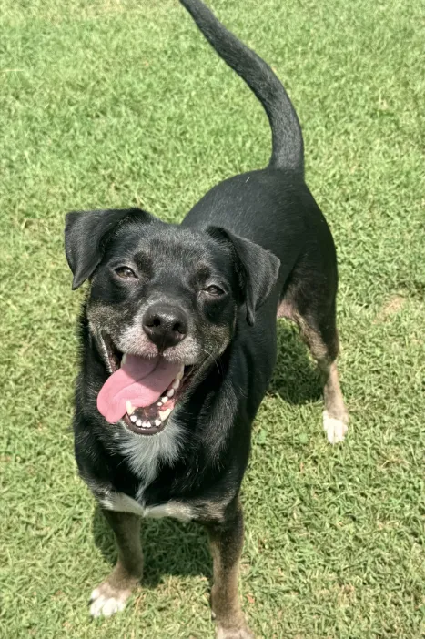 Dottie - Available rescue dog
