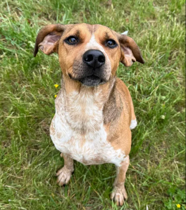 Grady - Available rescue dog
