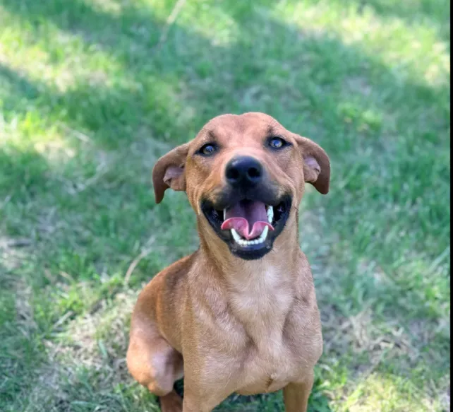 Iggy - Available rescue dog