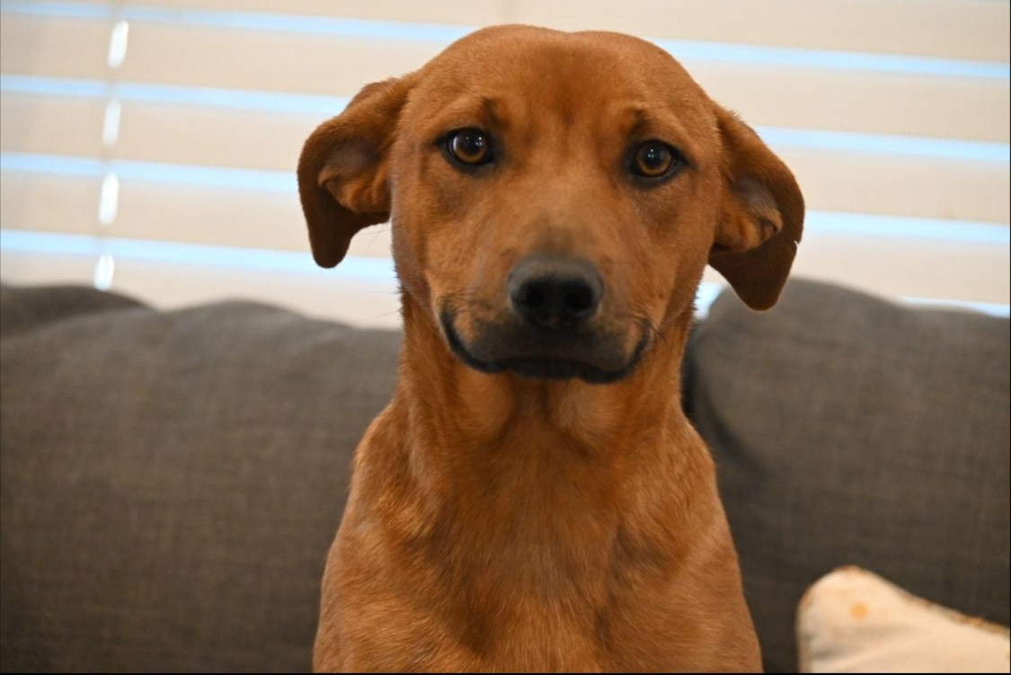 Iggy - Available rescue dog