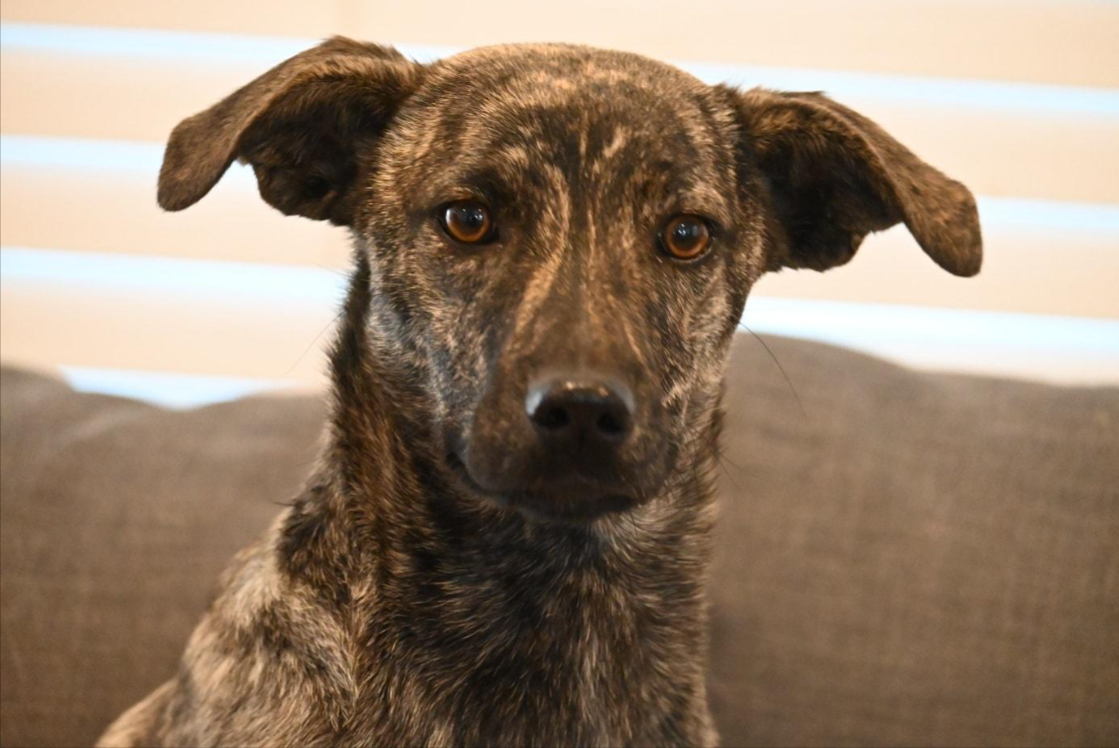 Ivy - Available rescue dog