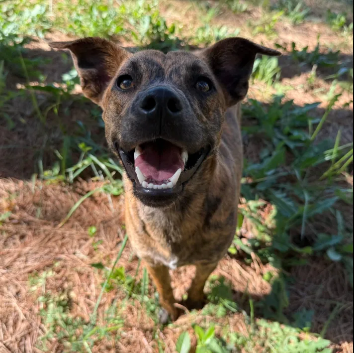 Izzy - Available rescue dog