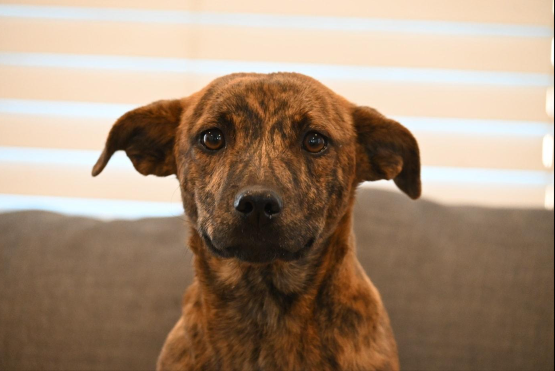 Izzy - Available rescue dog