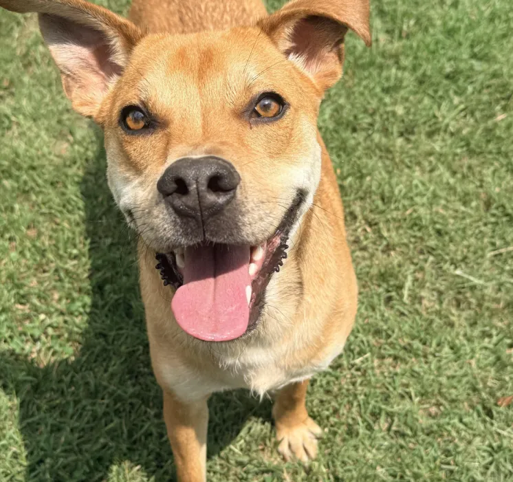Jax - Available rescue dog