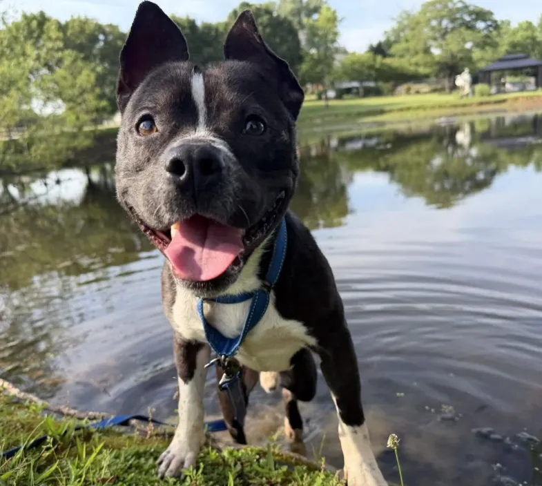 Max - Available rescue dog