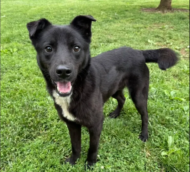 Available rescue dog