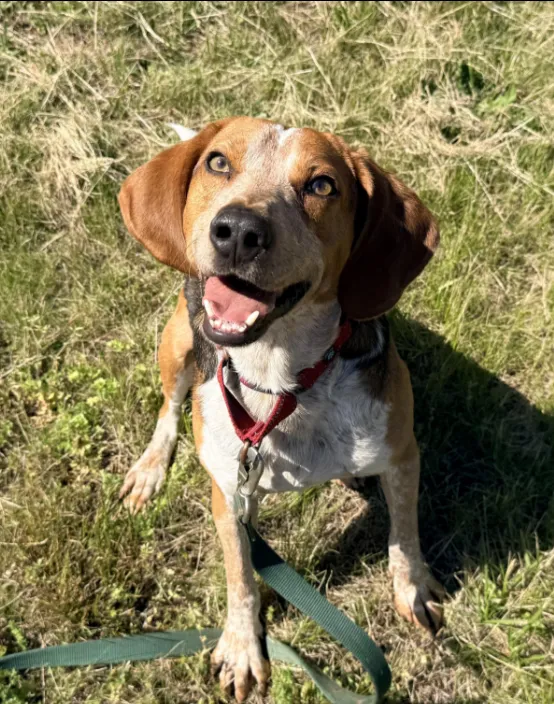 Skipper - Available rescue dog