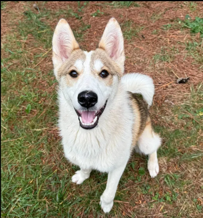 Whitney - Available rescue dog